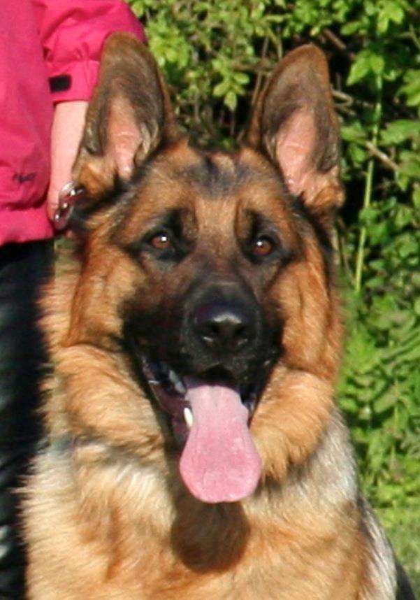 Schæferhund Kenzo billede 3