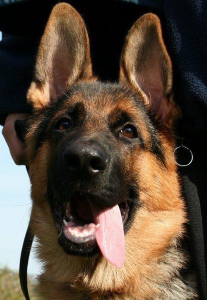 Schæferhund Kenzo billede 4