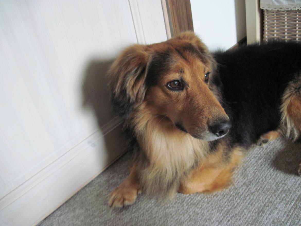 Blanding af racer †Baloo<3† Hvil i fred min ven.† - Faaaarvel<3 billede 14