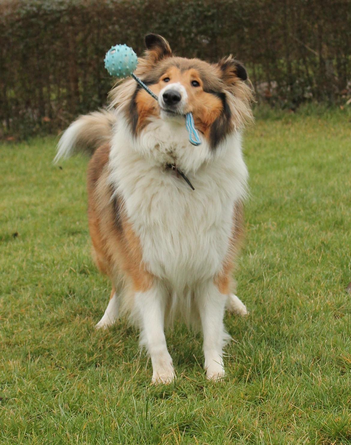 Collie langhåret Gaia - Elsker at lege billede 16