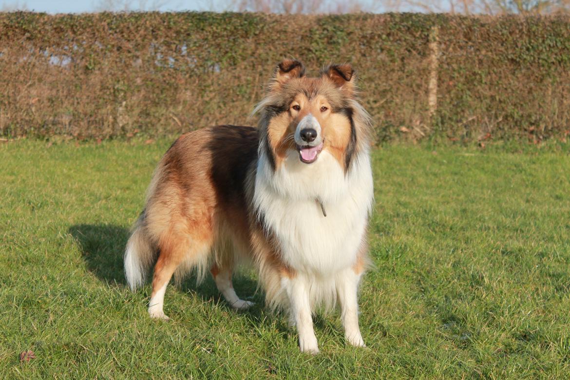 Collie langhåret Gaia - jeg er klar, kast nu den bold! billede 19