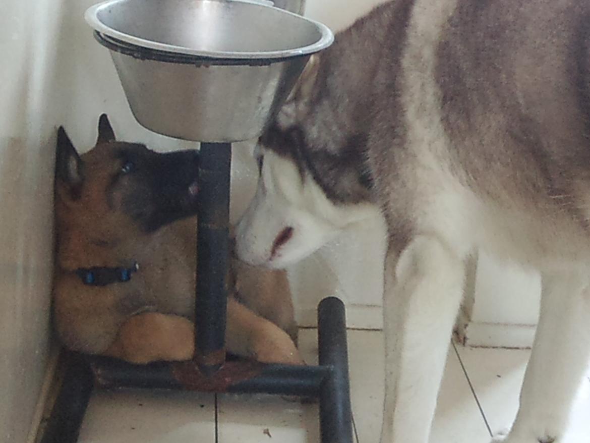 Malinois Isell's Uno billede 1