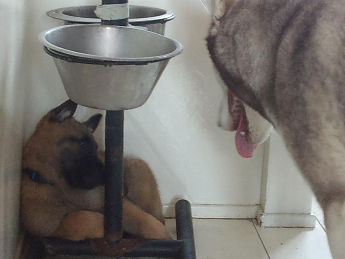 Malinois Isell's Uno billede 2