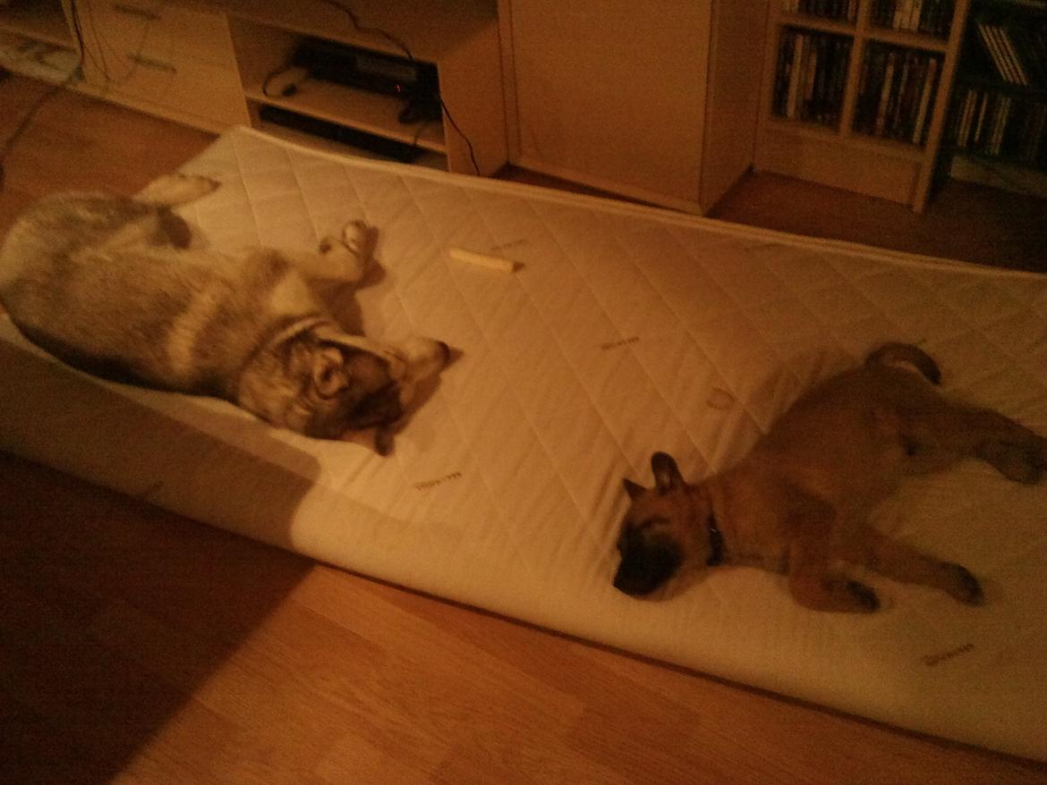 Malinois Isell's Uno billede 3