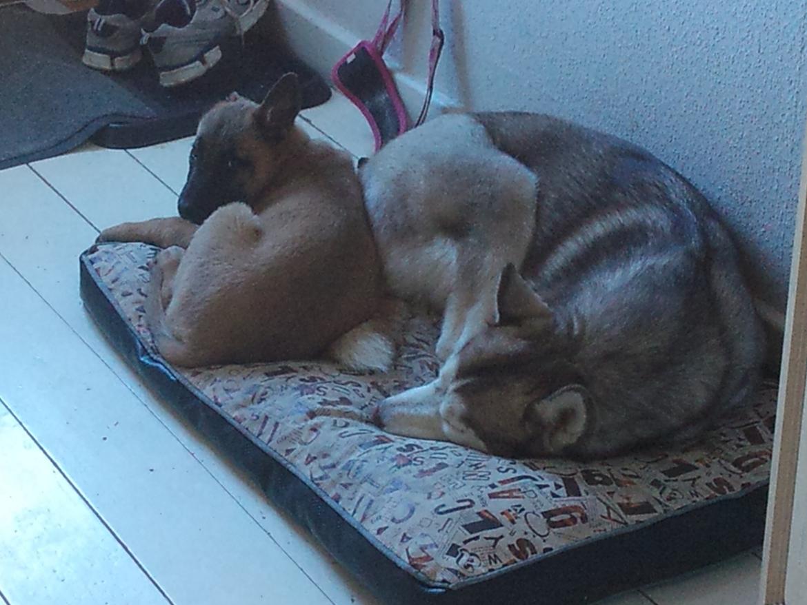 Malinois Isell's Uno billede 4