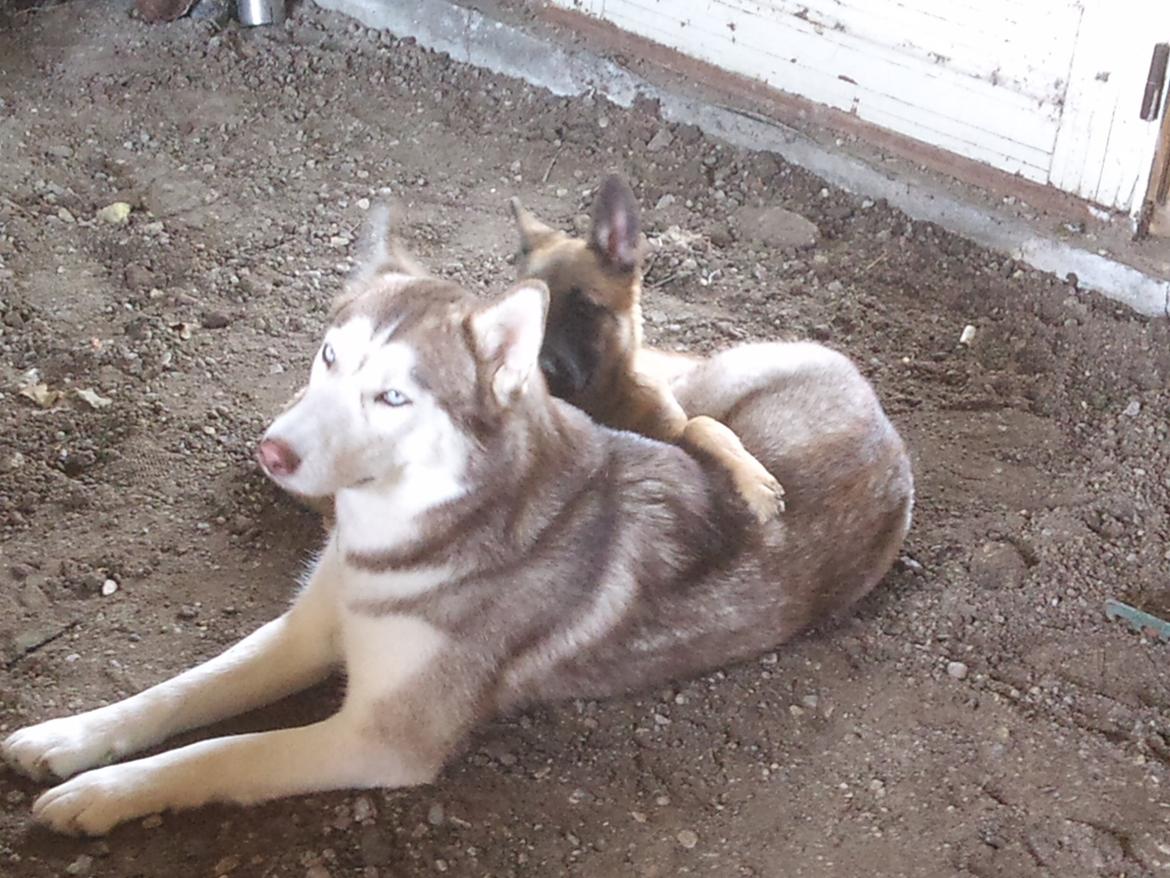 Malinois Isell's Uno billede 5