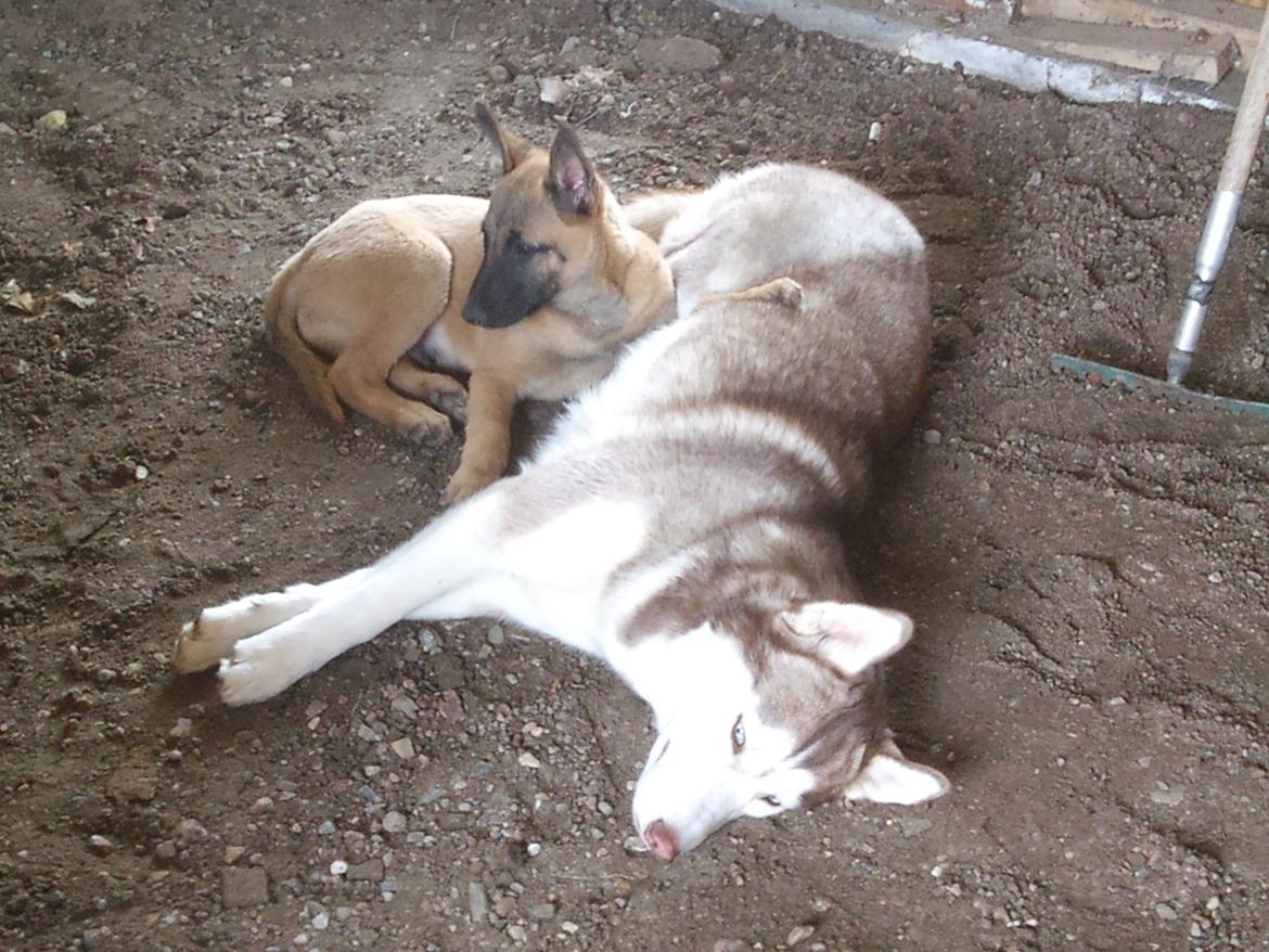 Malinois Isell's Uno billede 6