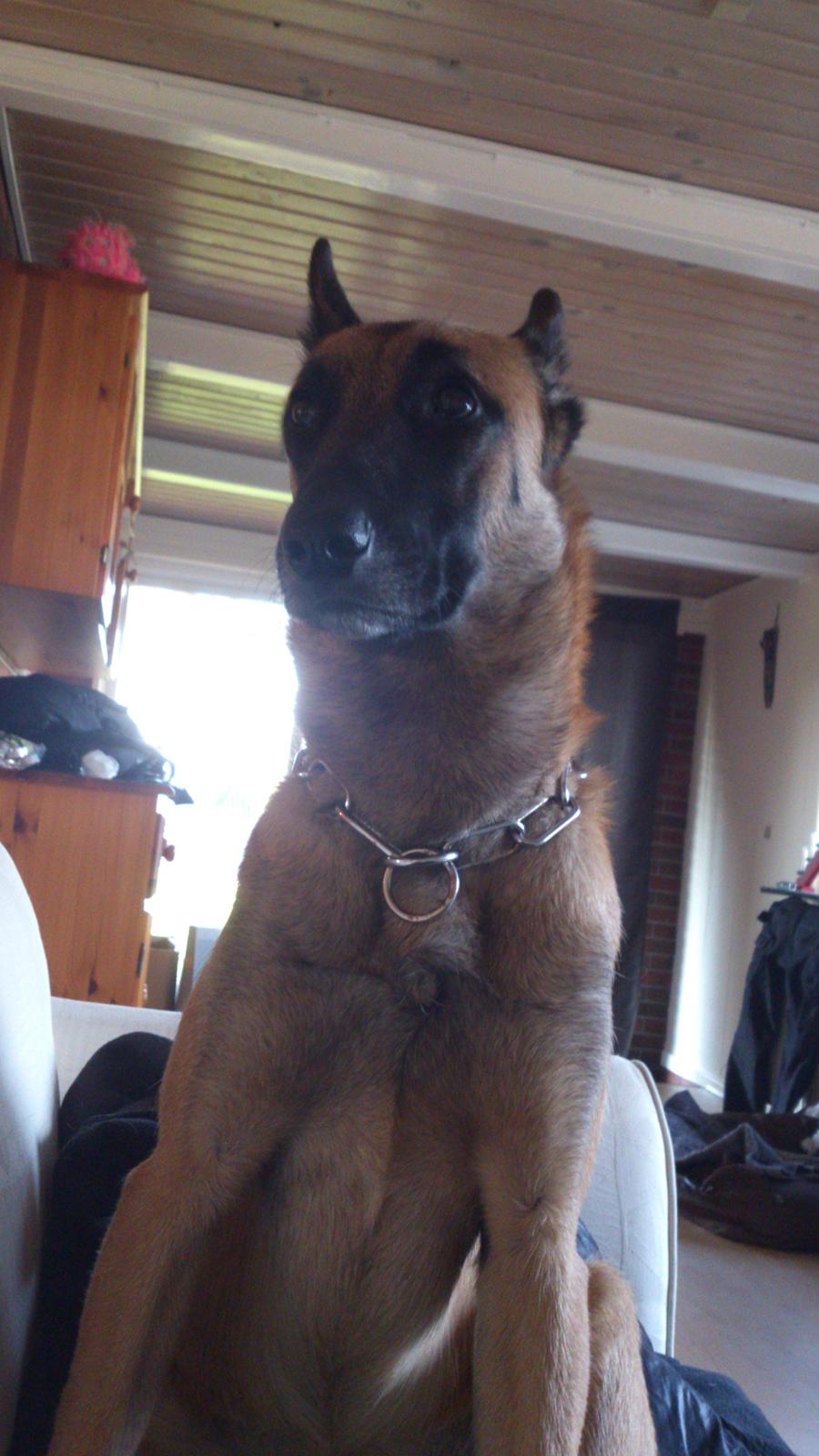 Malinois Isell's Uno billede 7