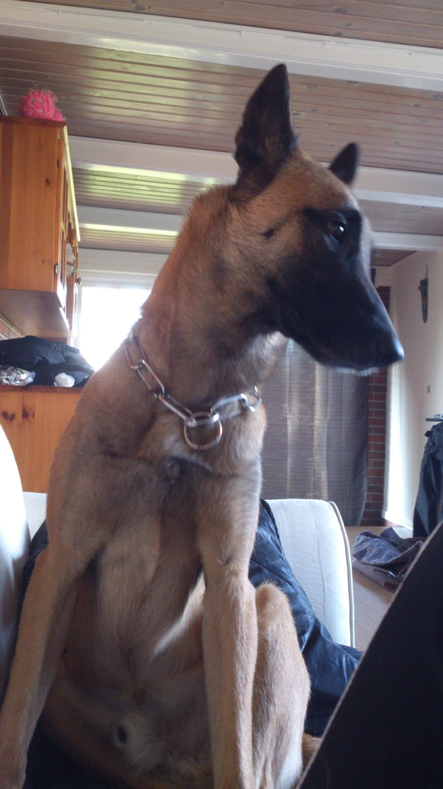 Malinois Isell's Uno billede 8