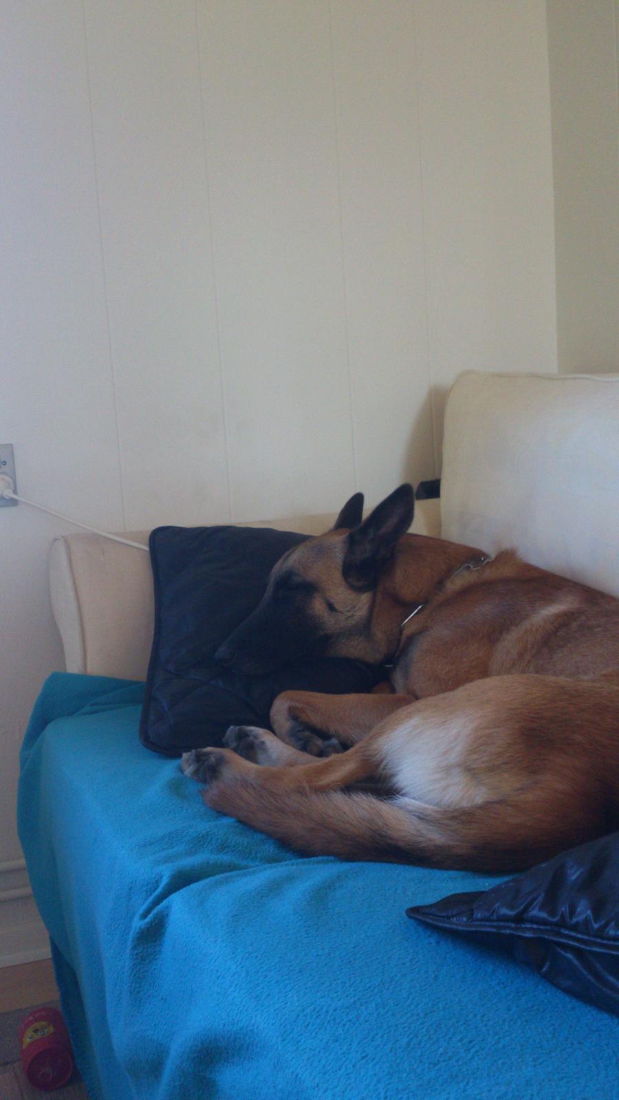 Malinois Isell's Uno billede 9