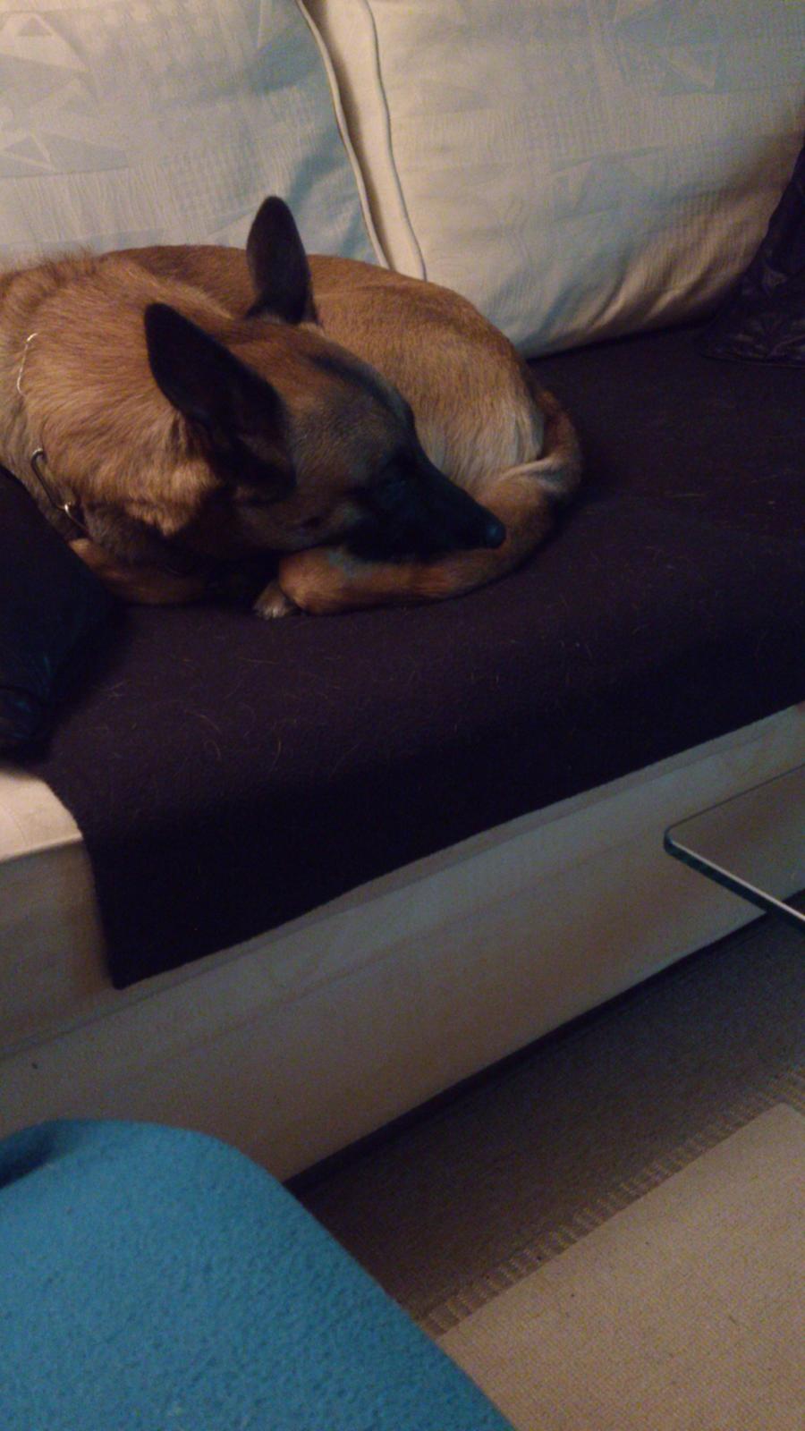 Malinois Isell's Uno billede 10