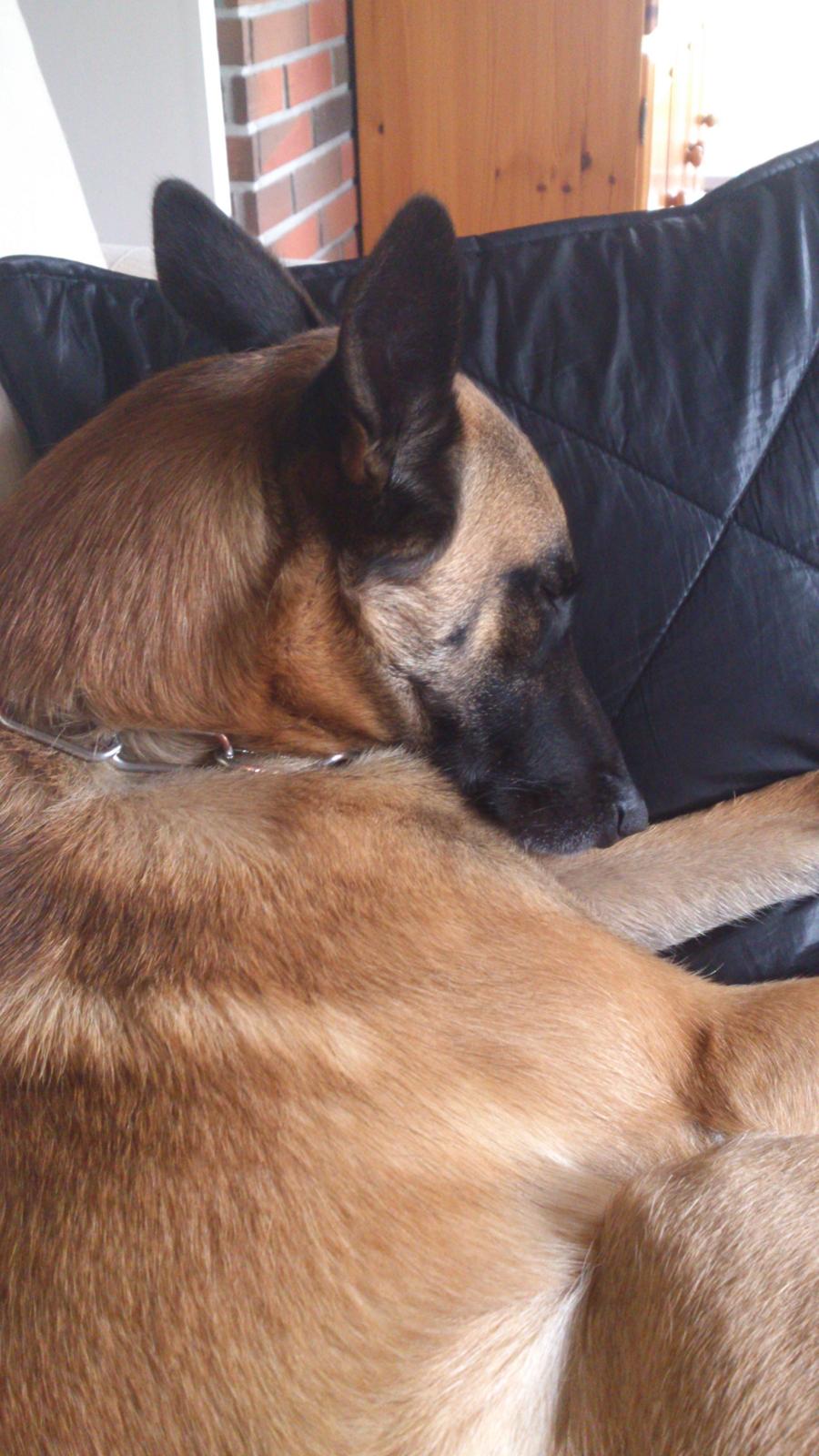 Malinois Isell's Uno billede 11