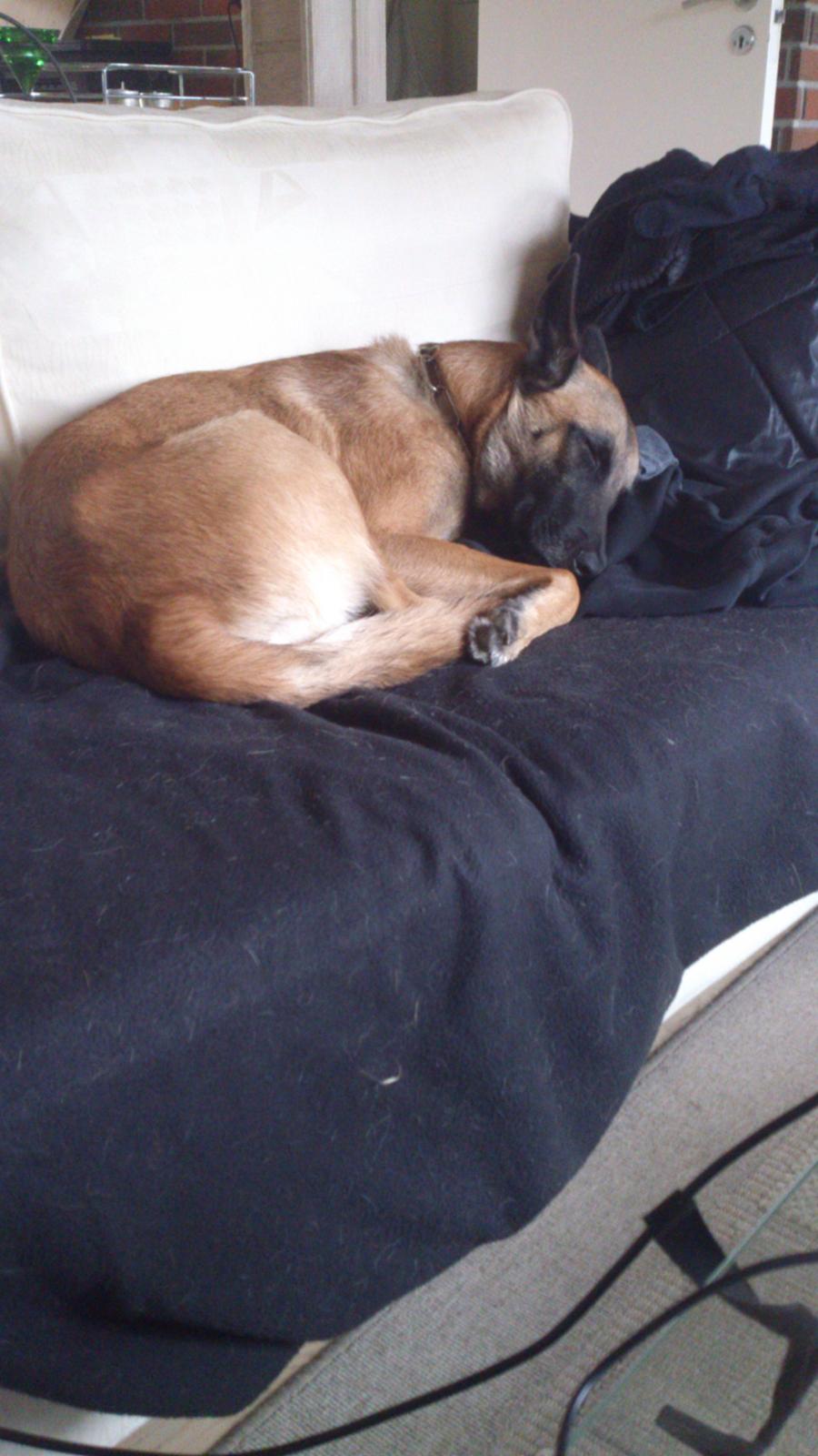 Malinois Isell's Uno billede 12