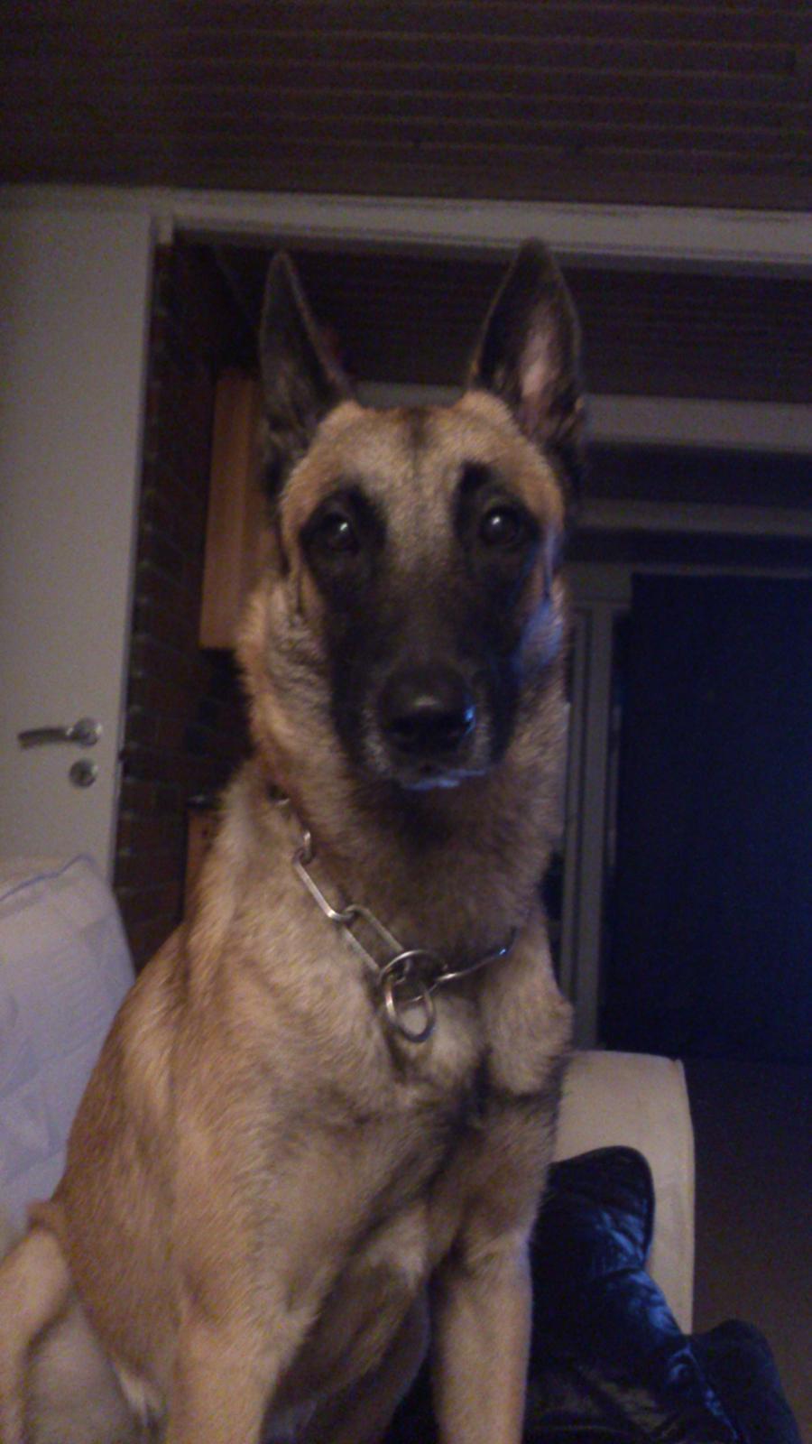 Malinois Isell's Uno billede 13