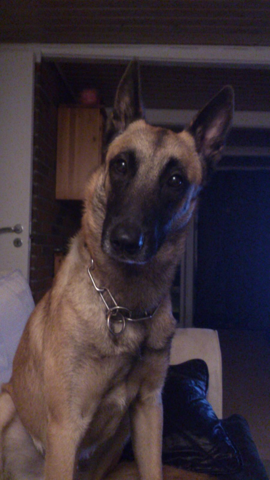 Malinois Isell's Uno billede 14