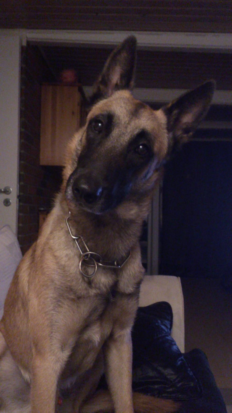 Malinois Isell's Uno billede 15