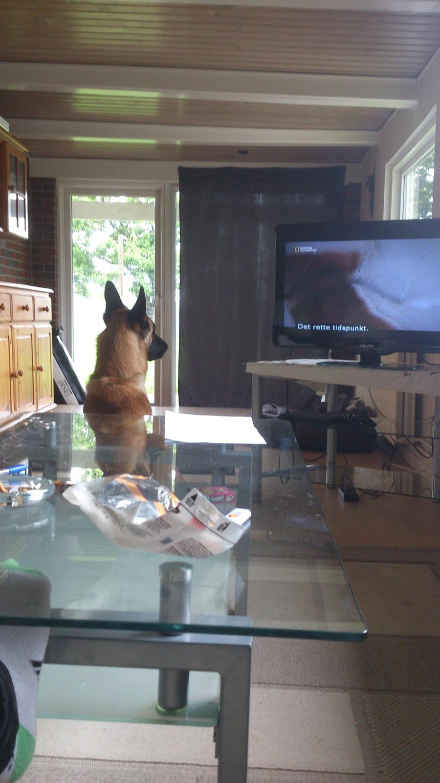 Malinois Isell's Uno billede 17