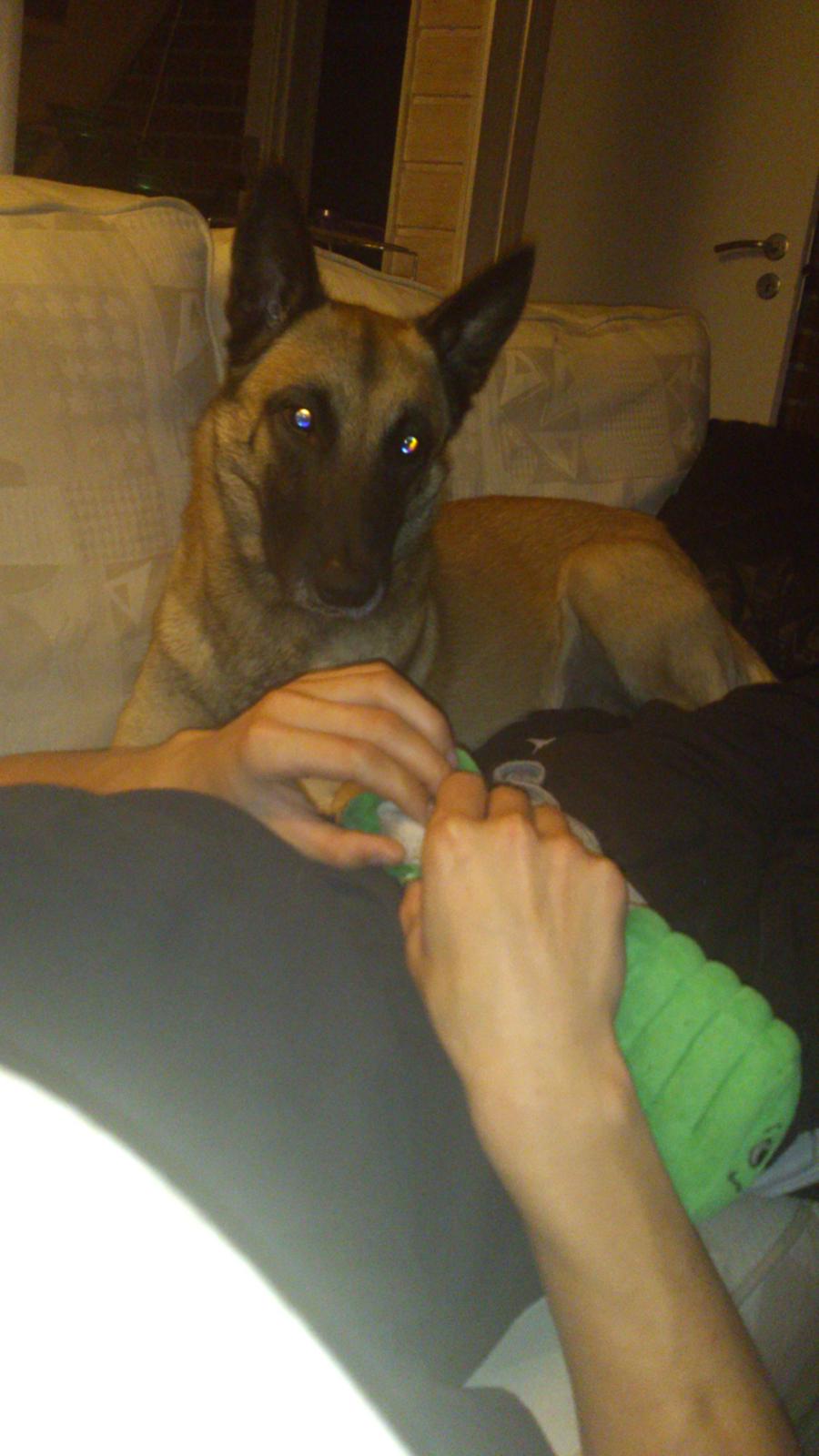 Malinois Isell's Uno billede 18