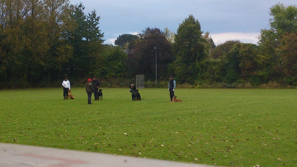 Malinois Isell's Uno billede 19