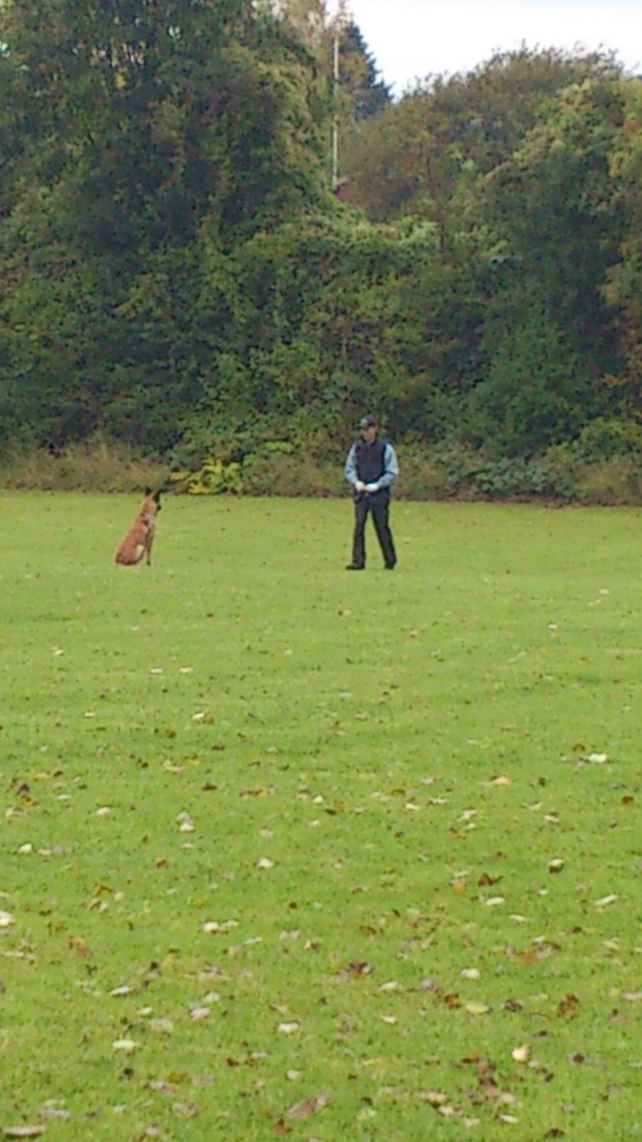 Malinois Isell's Uno billede 20