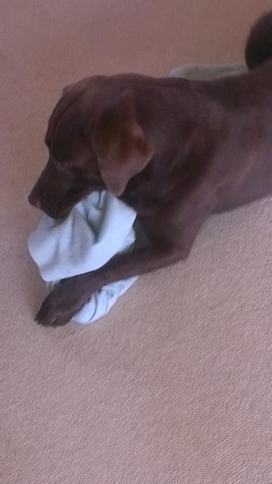 Labrador retriever Boogie billede 1