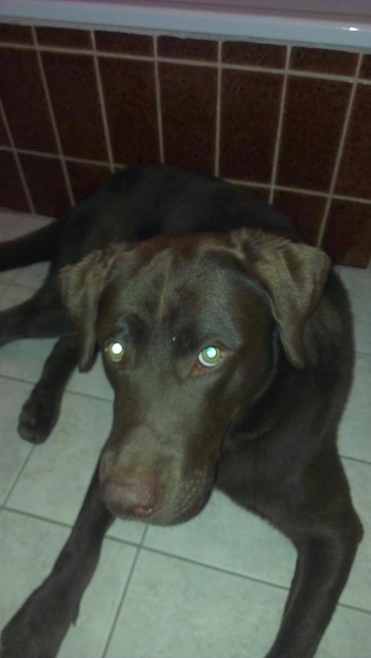 Labrador retriever Boogie billede 2
