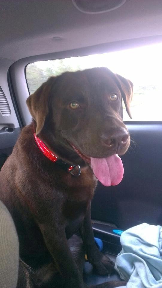 Labrador retriever Boogie billede 3