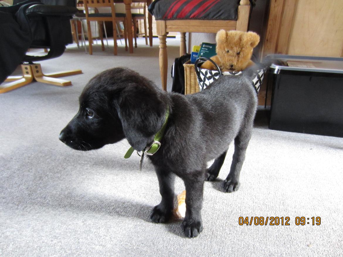 Labrador retriever Balto billede 1