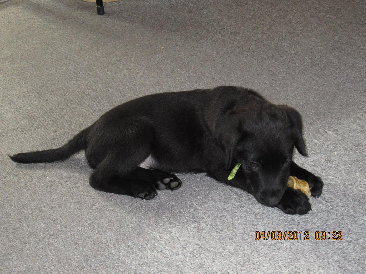 Labrador retriever Balto billede 2