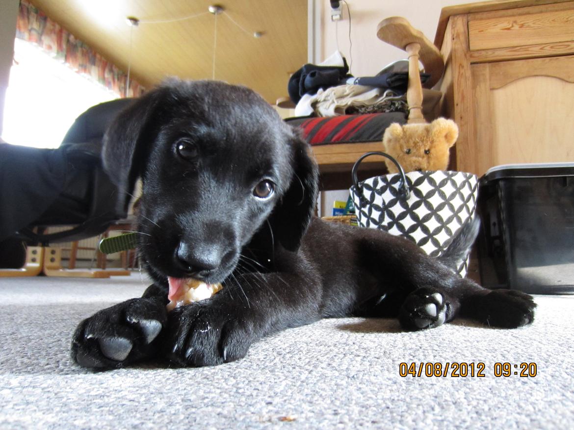 Labrador retriever Balto billede 3