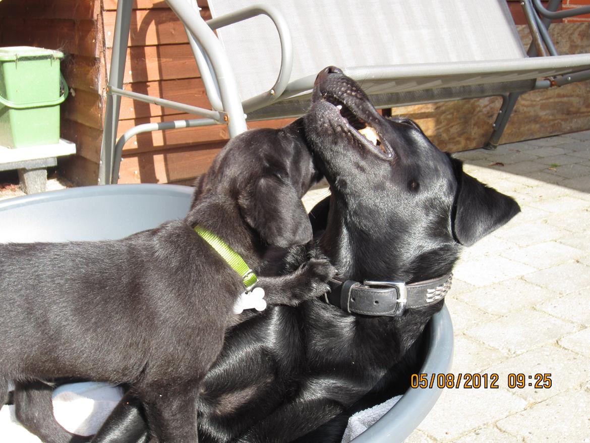 Labrador retriever Balto billede 4