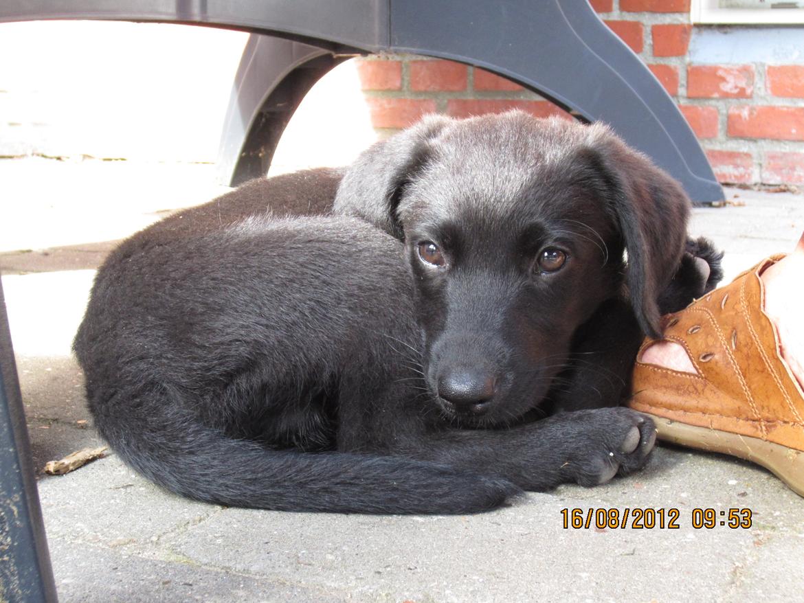 Labrador retriever Balto billede 6