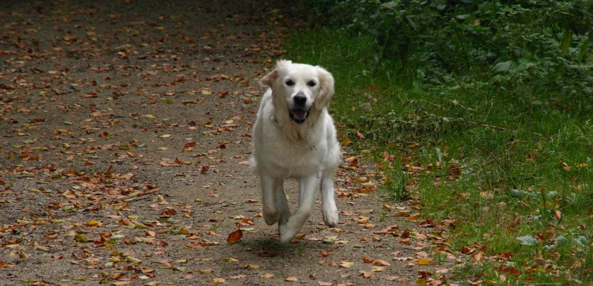Golden retriever Alou billede 11