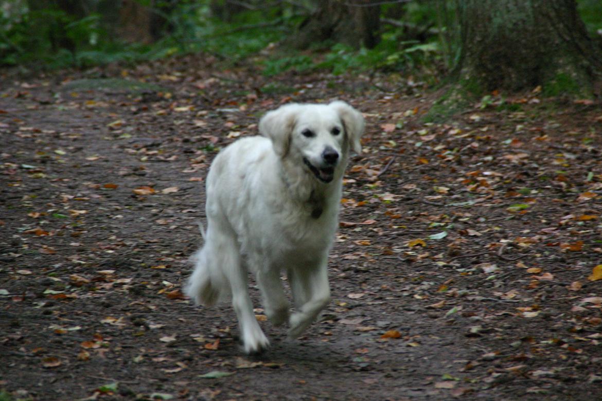 Golden retriever Alou billede 12