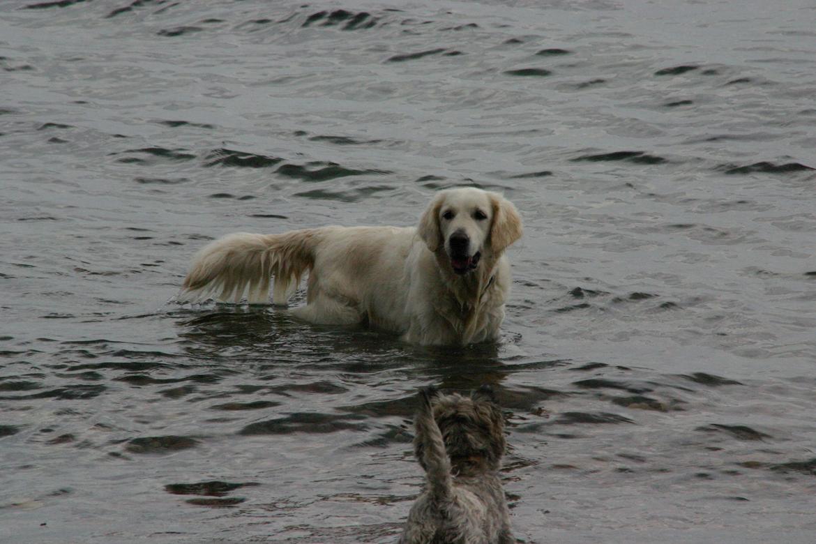 Golden retriever Alou billede 13