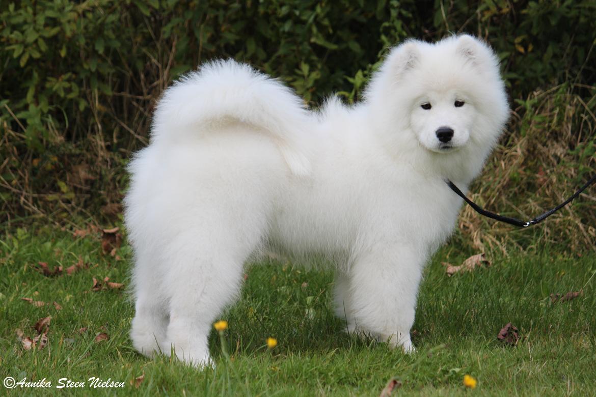 Samojedhund DEVDHJUCH White Snow Star's Armani billede 7