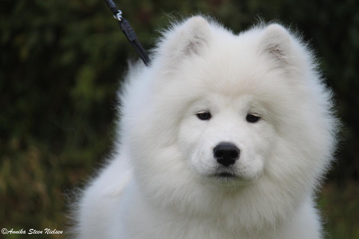 Samojedhund DEVDHJUCH White Snow Star's Armani billede 8