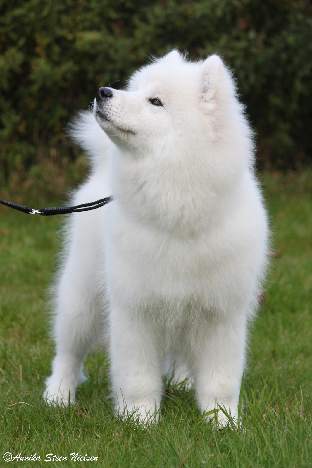 Samojedhund DEVDHJUCH White Snow Star's Armani billede 9