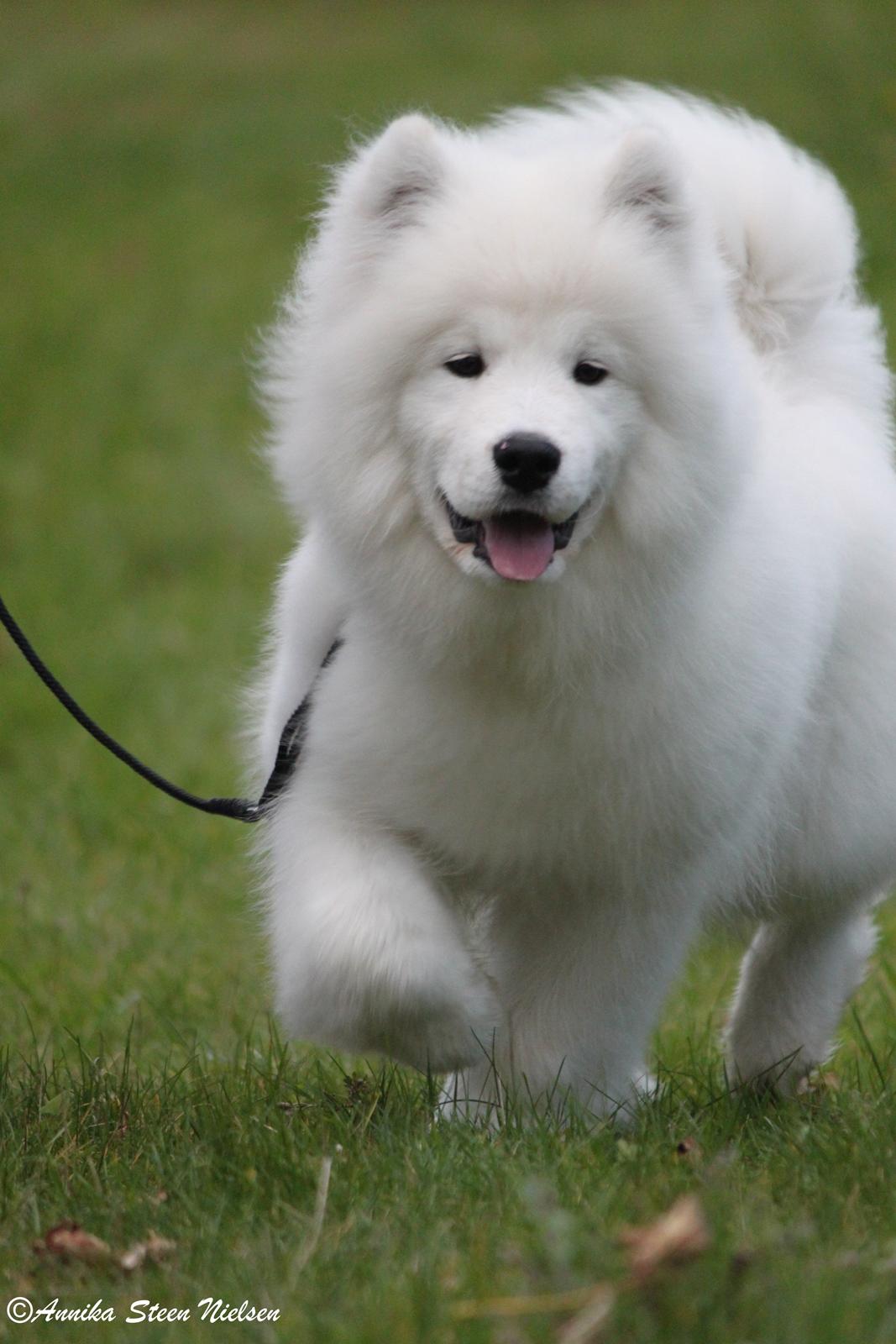 Samojedhund DEVDHJUCH White Snow Star's Armani billede 10