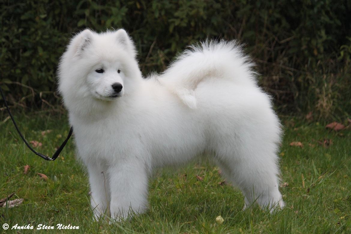 Samojedhund DEVDHJUCH White Snow Star's Armani billede 11