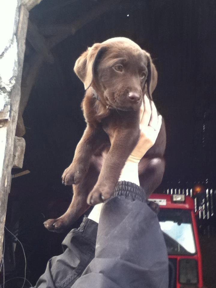 Blanding af racer Eddie billede 2