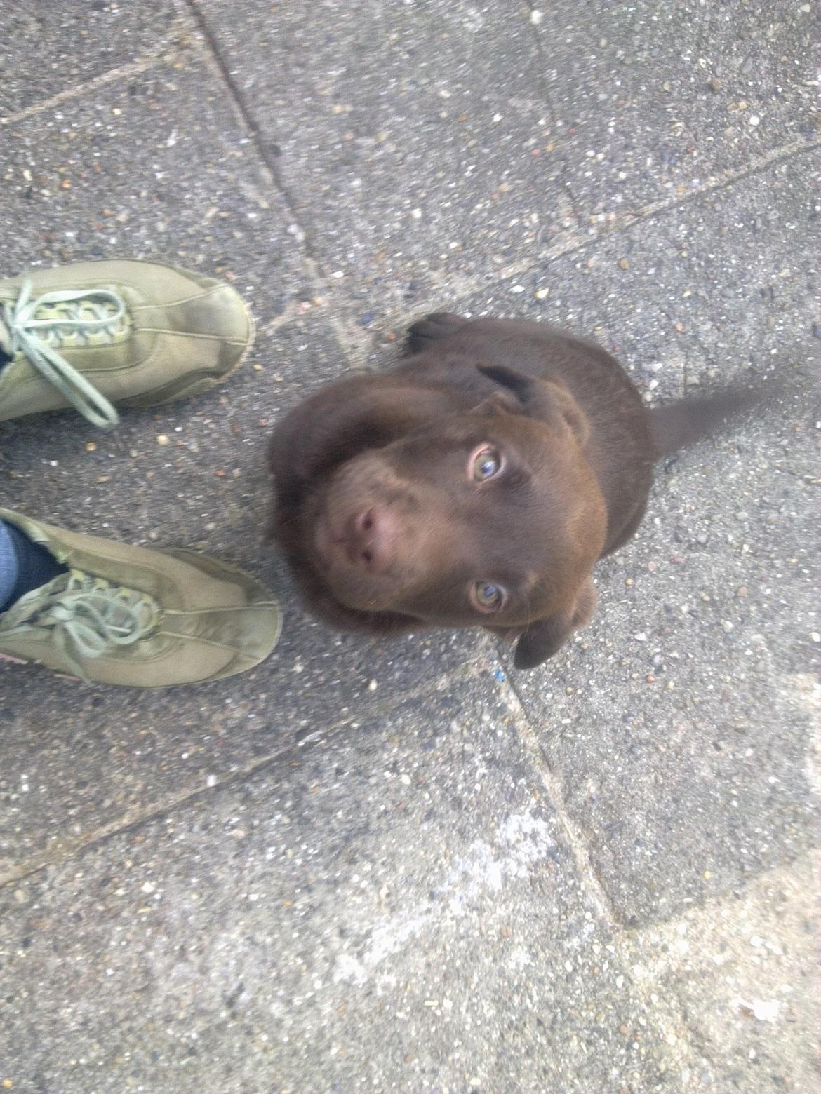 Blanding af racer Eddie billede 3