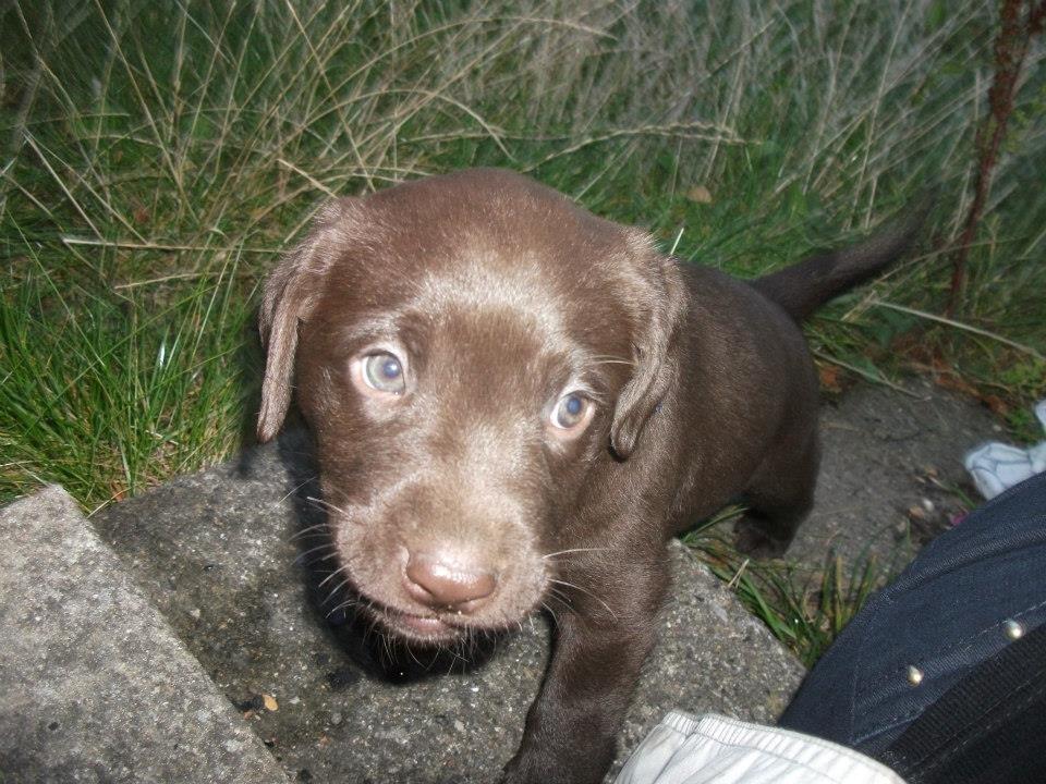 Blanding af racer Eddie billede 4