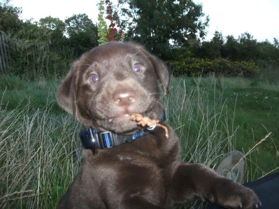 Blanding af racer Eddie billede 5