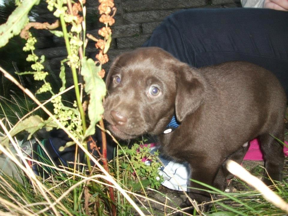 Blanding af racer Eddie billede 6