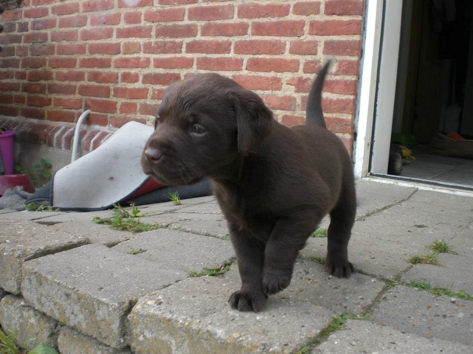 Blanding af racer Eddie billede 7