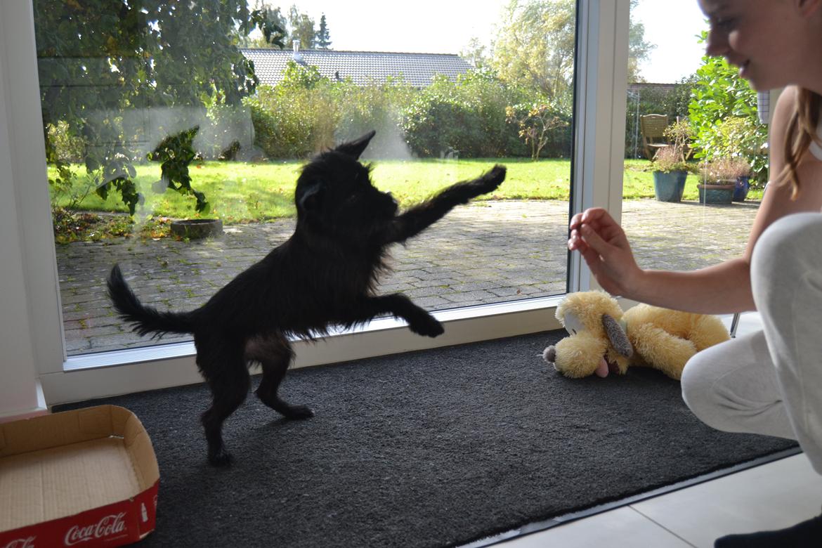 Blanding af racer Kvik <3 billede 5