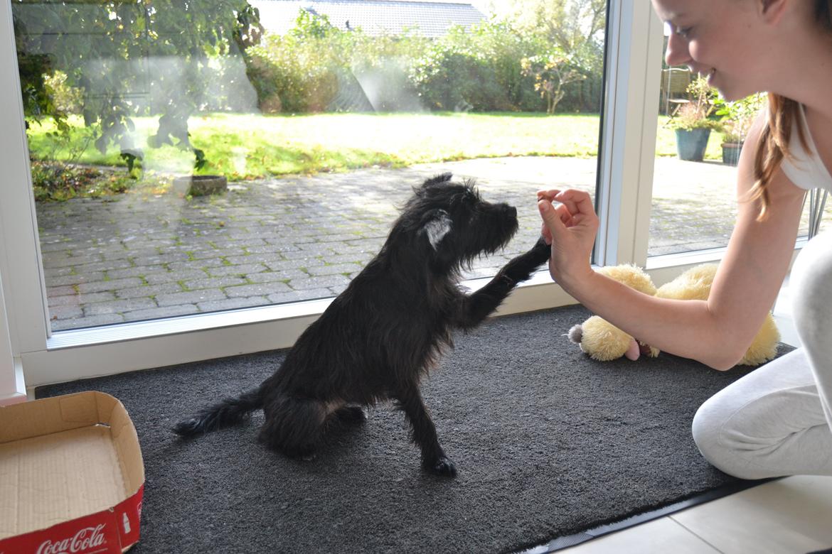 Blanding af racer Kvik <3 billede 6