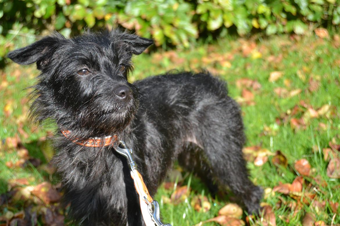 Blanding af racer Kvik <3 billede 7