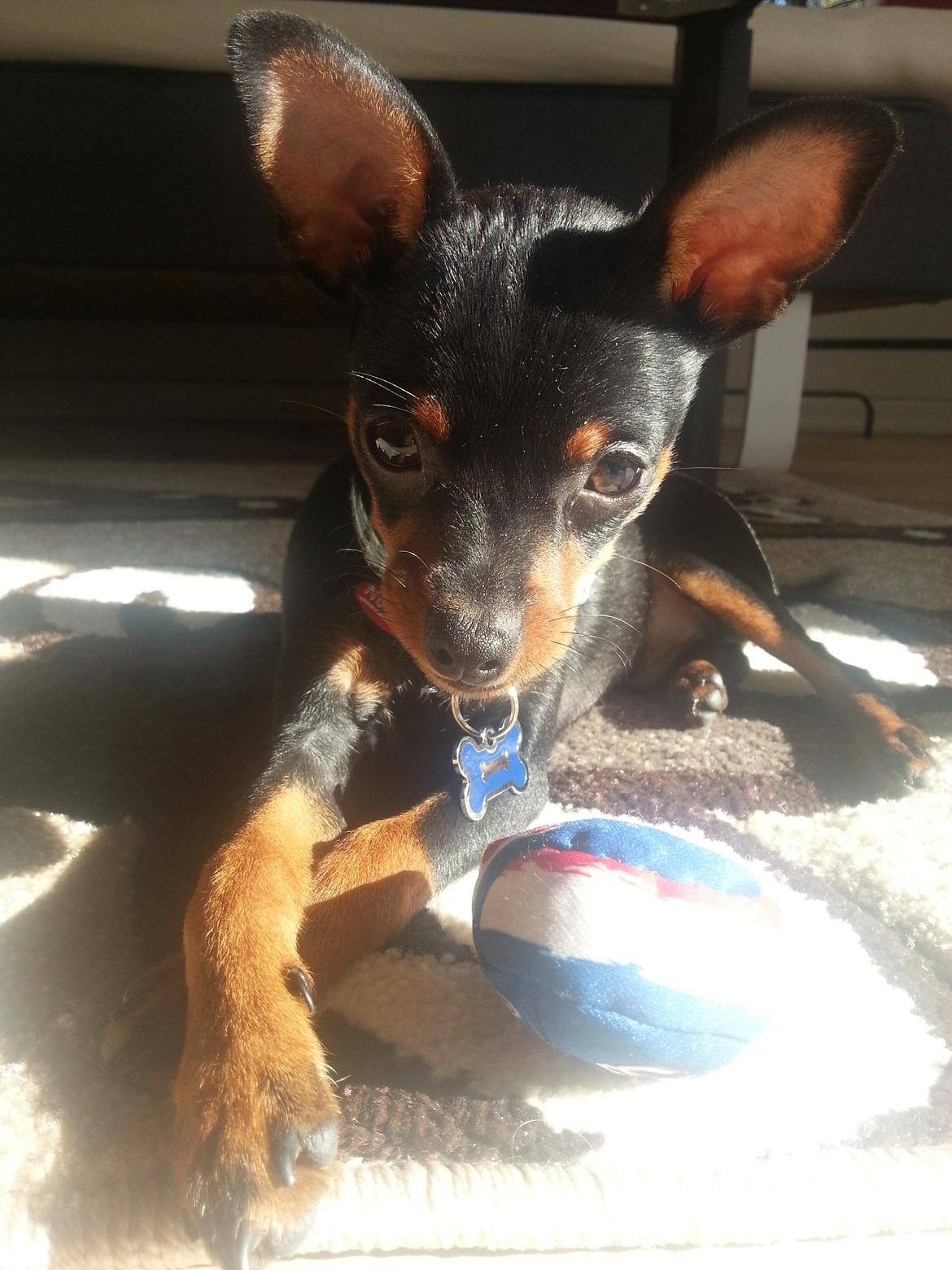 Blanding af racer Ninja *pivdyr* billede 19